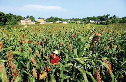 列入者将受限制丨泸州建立农产品生产主体质量安全 黑名单 制度